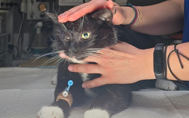 Kot w klinice, otrzymujący opiekę weterynaryjną.