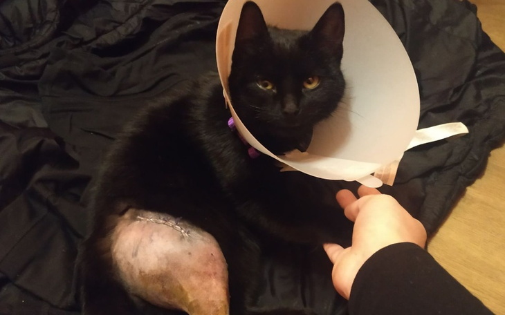 Zbiórka Pomóżmy wrócić do zdrowia Krysi - zdjęcie główne