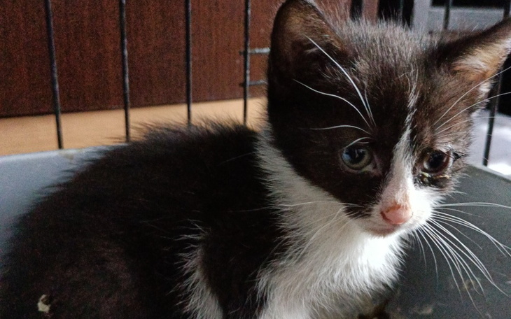 Zbiórka Leczenie kotki z jeziora - zdjęcie główne