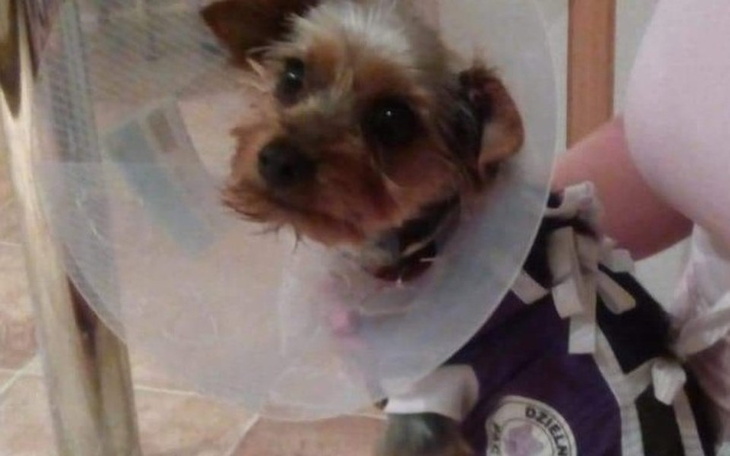 Zbiórka Dobro powraca. Pomóż w operacji - zdjęcie główne