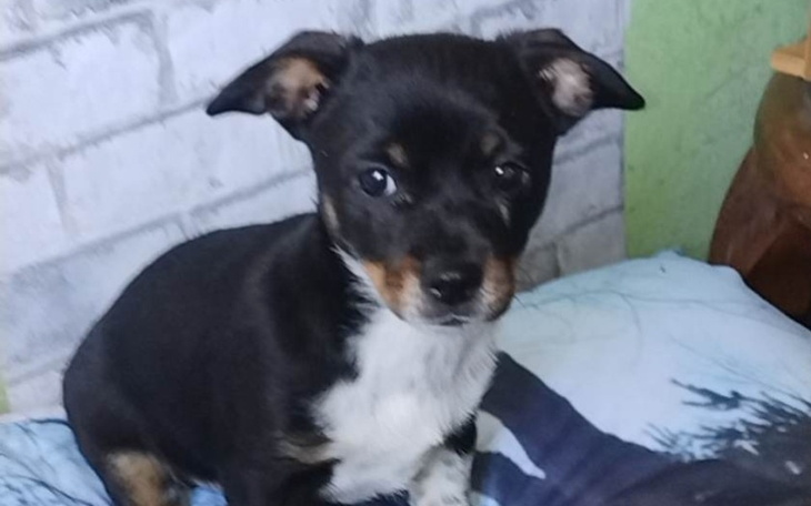 Zbiórka Pomoc dla pieska 4-ro misieczneg - zdjęcie główne