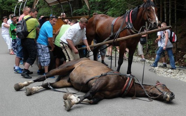 Grupa ludzi pomaga leżącemu koniowi na drodze.