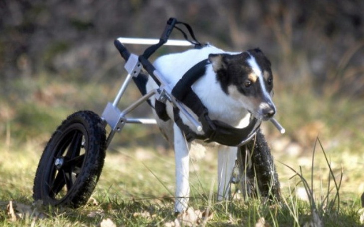 Pies na wózku inwalidzkim, cieszy się na świeżym powietrzu.