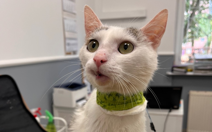 Zbiórka Dla Tymczasów z okazji dnia kota - zdjęcie główne