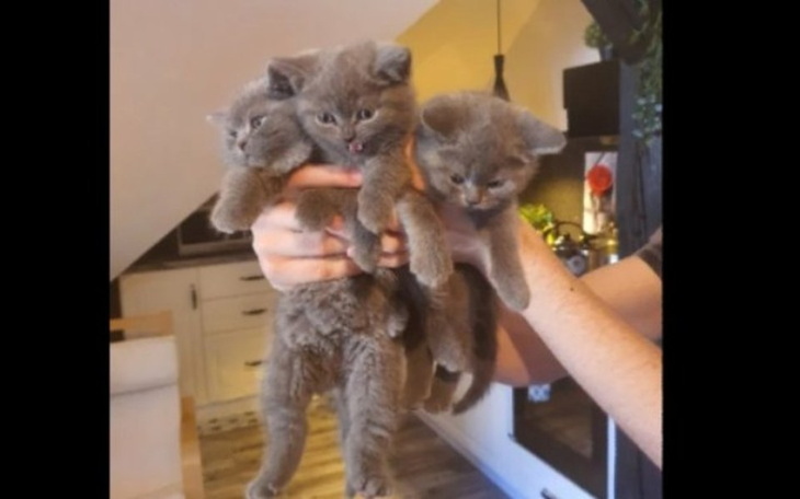 Zbiórka Zbieram na kota - zdjęcie główne