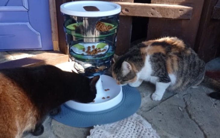 Zbiórka Karma dla kociego stada - zdjęcie główne