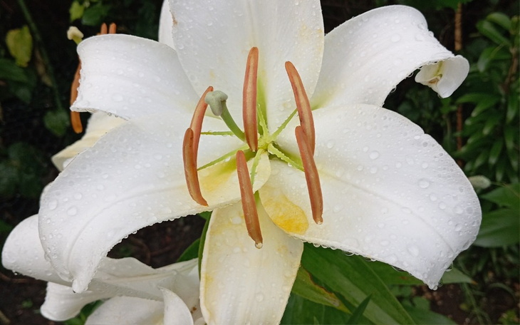 Biała lilia pokryta kroplami wody.