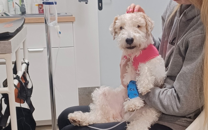 Zbiórka Na leczenie chorej Czati - zdjęcie główne