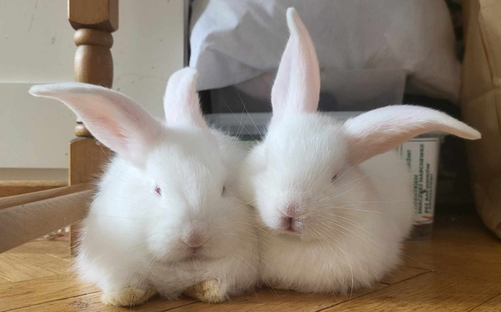 Zbiórka Pomóżcie nam przetrwać lato - zdjęcie główne