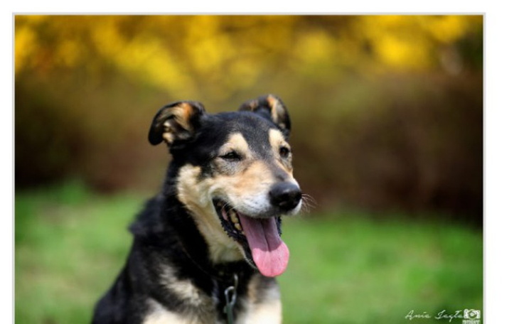 Zbiórka Schronisko w Sosnowcu Pomagajmy. - zdjęcie główne