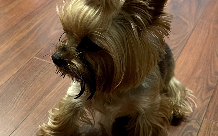 Yorkshire terrier siedzący na podłodze.