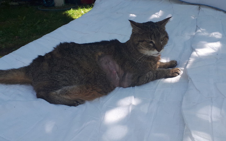 Zbiórka Ratujemy kotkę Basię, ma mięsaka - zdjęcie główne