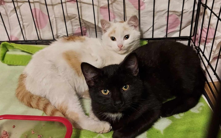 Zbiórka Ferdus i inne kociaki. - zdjęcie główne