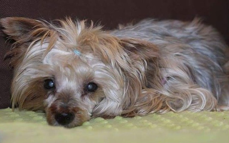 Zbiórka Yoko musi być leczona! - zdjęcie główne