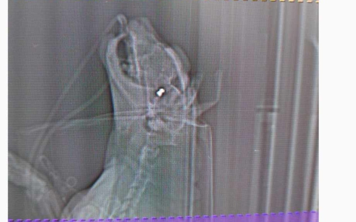 Rentgen psa z problemem zdrowotnym.