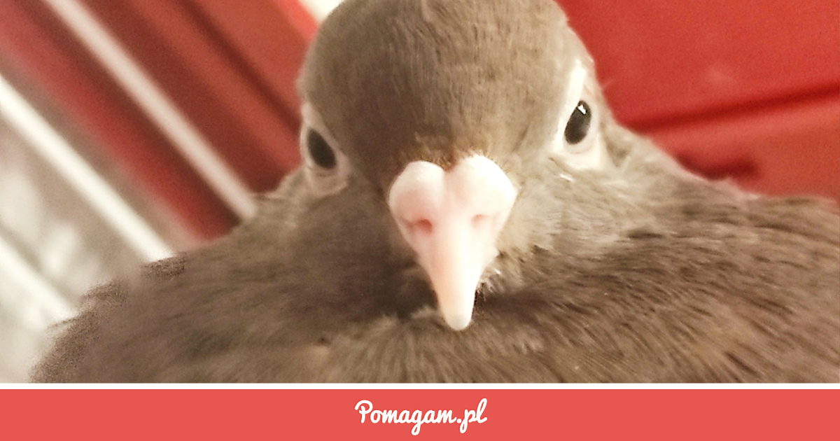Cena za Ratowanie Życia | Pomagam.pl