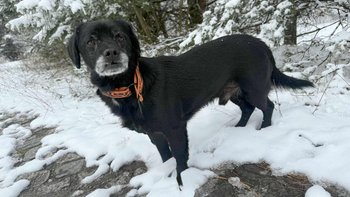 Zbiórka Dla Tofika na usunięcie narośli - miniaturka zdjęcia