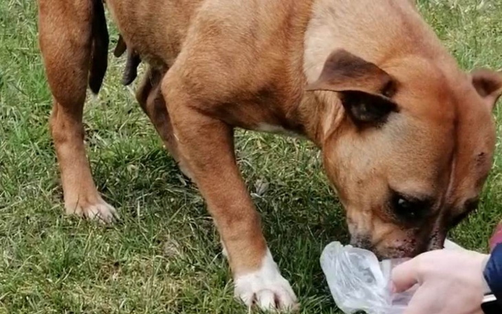 Zbiórka Miały być otrute - zdjęcie główne