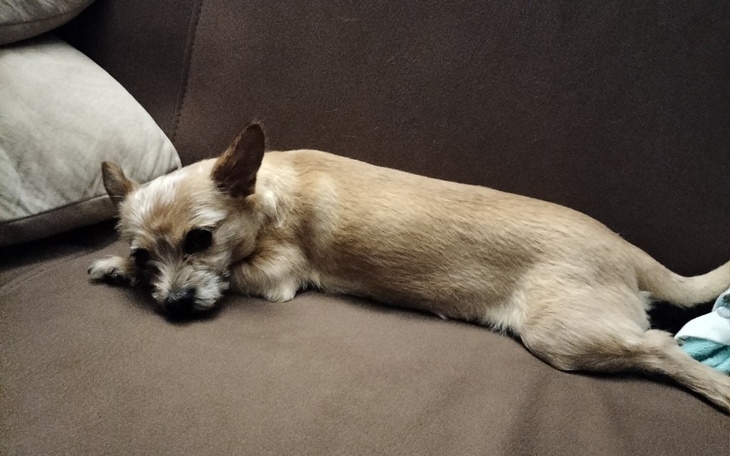 Zbiórka Na rezonans dla suczki Pusi - zdjęcie główne