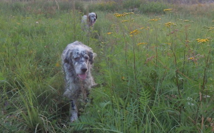 Zbiórka Przedłużyć psie życie - zdjęcie główne