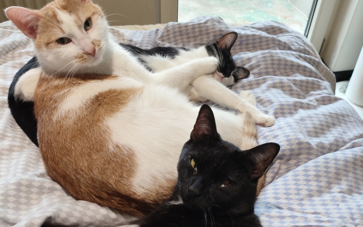 Trzy koty odpoczywające na łóżku, w różnych pozach.