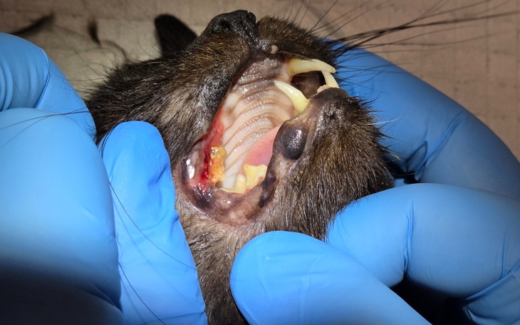 Zbliżenie na zęby kota podczas badania weterynaryjnego.