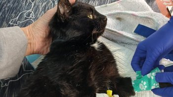 Zbiórka Pomóż nam nieść dalej pomoc... - miniaturka zdjęcia