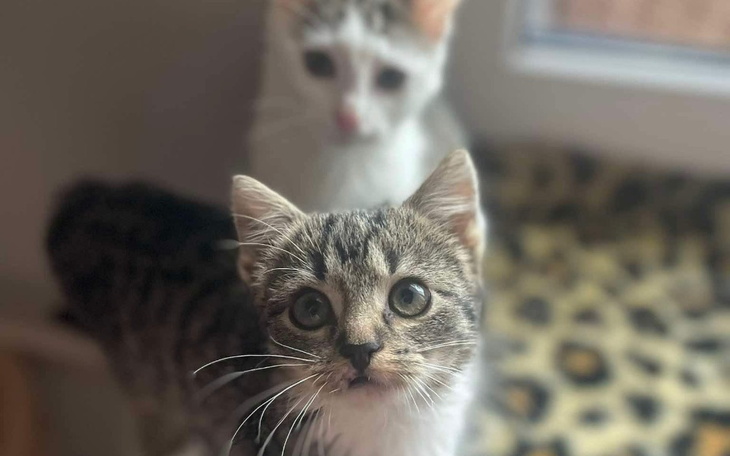 Zbiórka Pomóżcie opłacić diagnostykę - zdjęcie główne