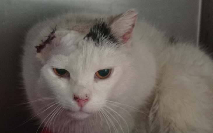 Ranny kot z raną na głowie, potrzebujący opieki.