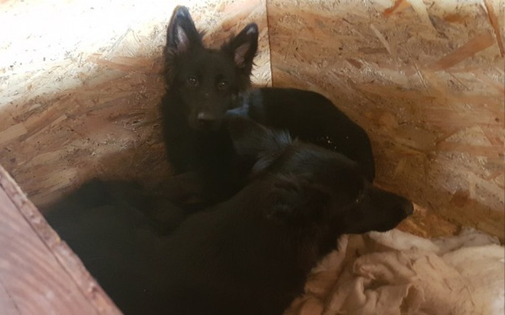 Zbiórka 2 szczeniaki, jeden dziki, pomoc - zdjęcie główne