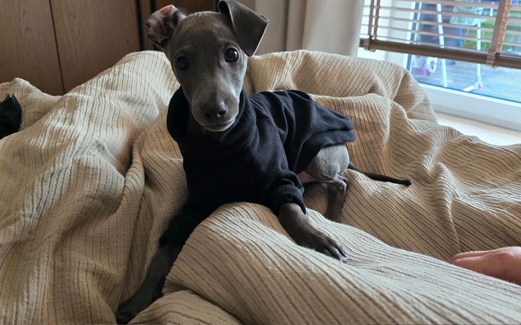 Pies w czarnej bluzie leży na pościeli, wygląda na zrelaksowanego.