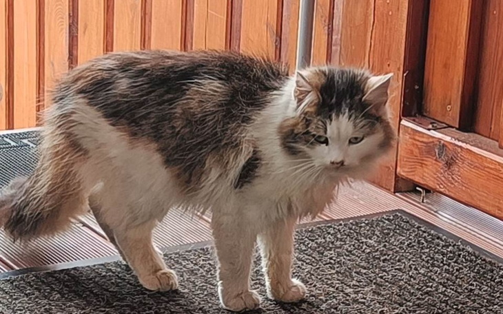 Kot stojący na tarasie, z ciekawym wyrazem.