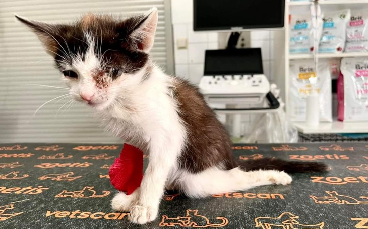 Zbiórka Stefcia - mała wojowniczka - zdjęcie główne