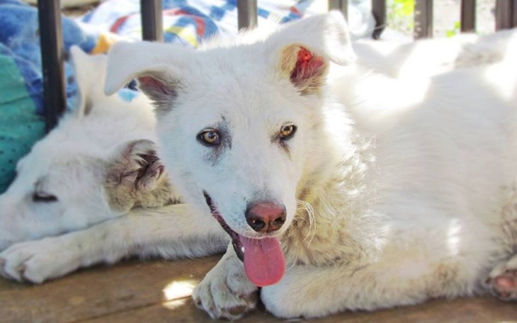Zbiórka Utrzymanie azylu 4 Łapy-Żychlin - zdjęcie główne
