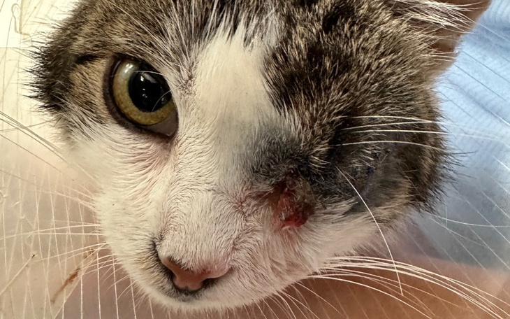 Zbiórka Opłacenie rachunku Loli i Białej - zdjęcie główne