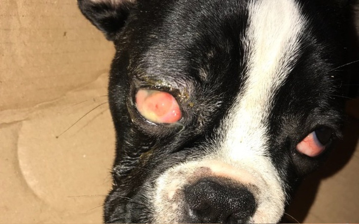 Zbiórka Operacja oka Pepe - zdjęcie główne