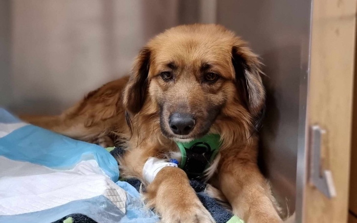 Pies w szpitalu, potrzebujący opieki i wsparcia.