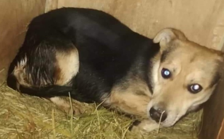 Zbiórka BEZIMIENNA - 6 lat w schronie - zdjęcie główne