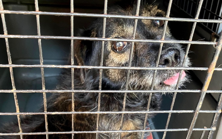 Zbiórka Akcje Ratownicze Animal Rescue - zdjęcie główne