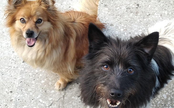 Zbiórka Zbiórka na karmę dla moich psów - zdjęcie główne