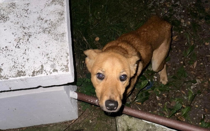 Zbiórka Wygłodzona - nowe życie - zdjęcie główne