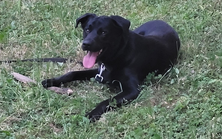 Zbiórka Życie z uszkodzoną trzustką - zdjęcie główne