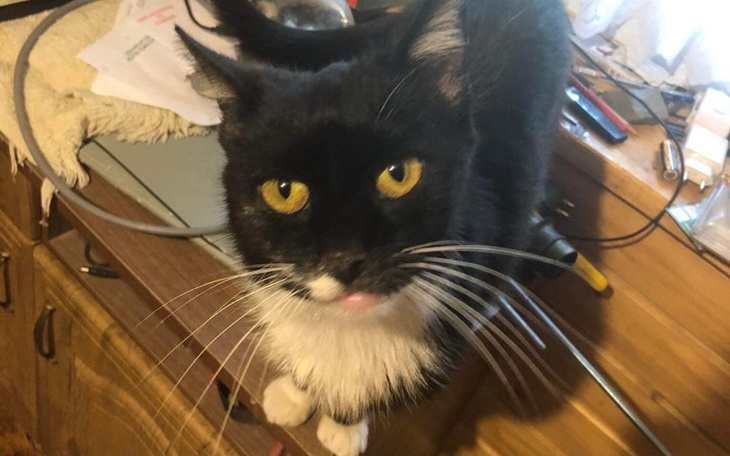 Zbiórka Zbiórka na leczenie dla Kuci - zdjęcie główne