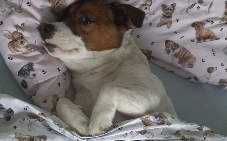 Zbiórka Na wędki i na psiaka - zdjęcie główne