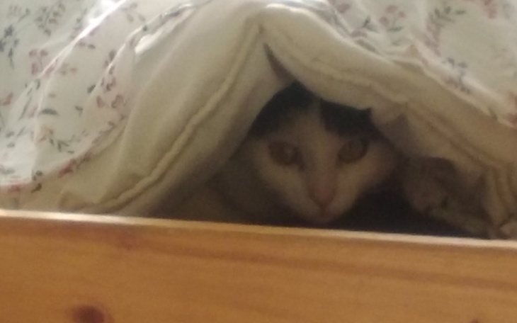 Zbiórka Domowe schronisko bez krat - zdjęcie główne