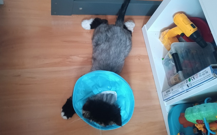 Zbiórka Leo-pers leczenie - zdjęcie główne