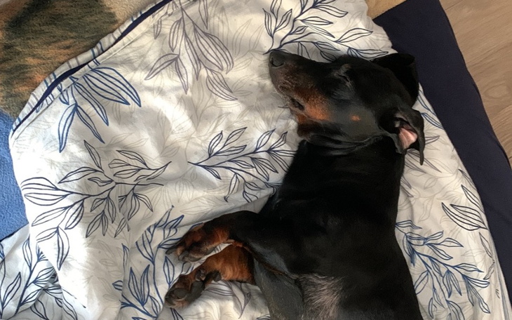 Zbiórka Zbiórka na leczenie Hektora - zdjęcie główne