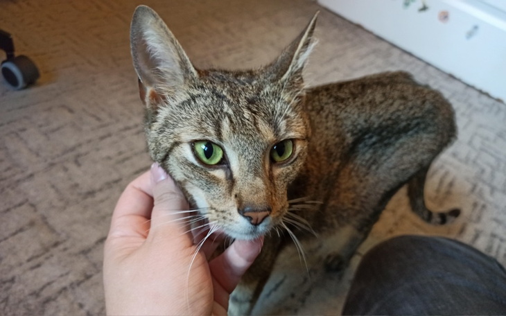 Kot z zielonymi oczami, przytulany przez właściciela.