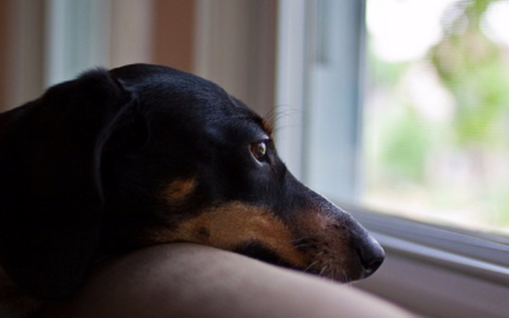 Zbiórka Ratujemy jamniczka Kajtka! - zdjęcie główne