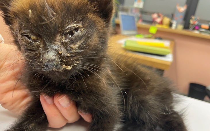 Smutny kotek z zainfekowanymi oczami, potrzebuje opieki.